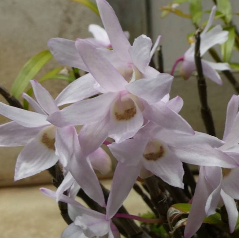 セッコクの植え替え時期はいつ？頻度は？植え替え方法も解説