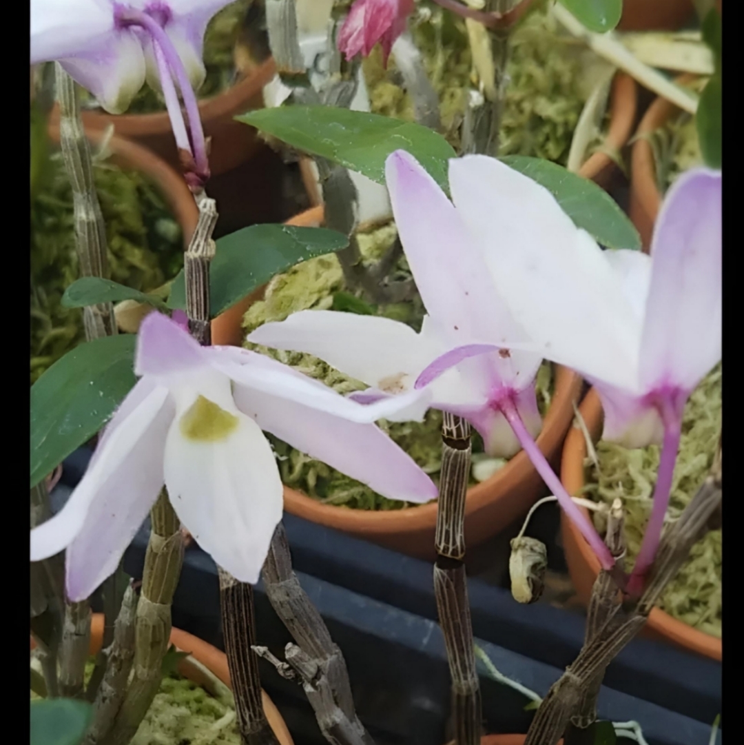 セッコクの花が咲かない！5つの原因と対策を解説！育て方も改めて確認