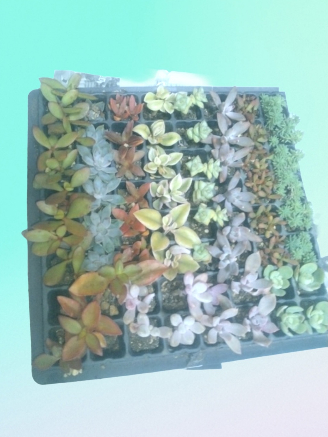 多肉植物 販売します