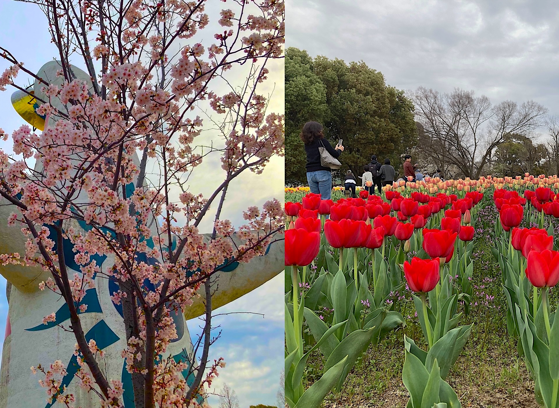 EXPO 70 万博の桜