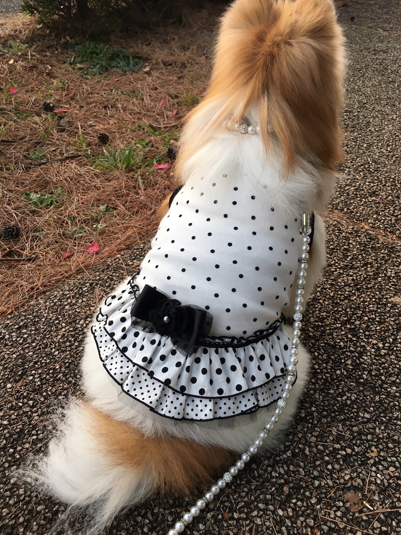 うちのわんこちゃんモデルになるの巻