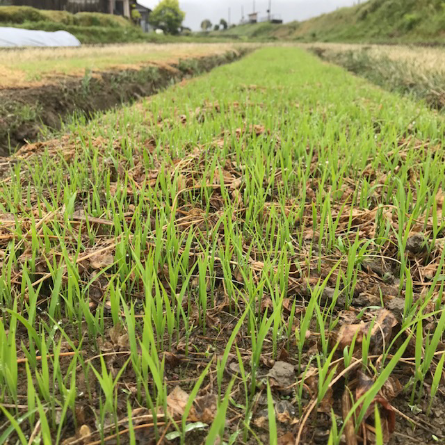 乾田苗代の芽が出てきてます。