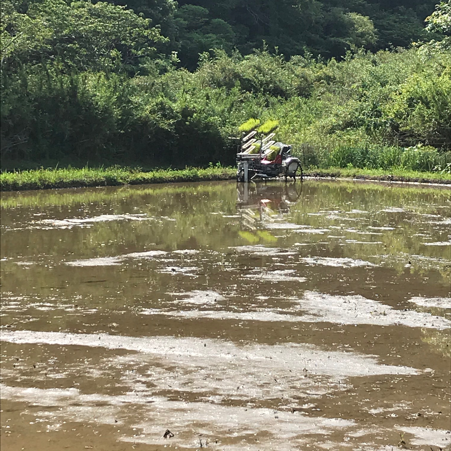 田植え後の状況です。