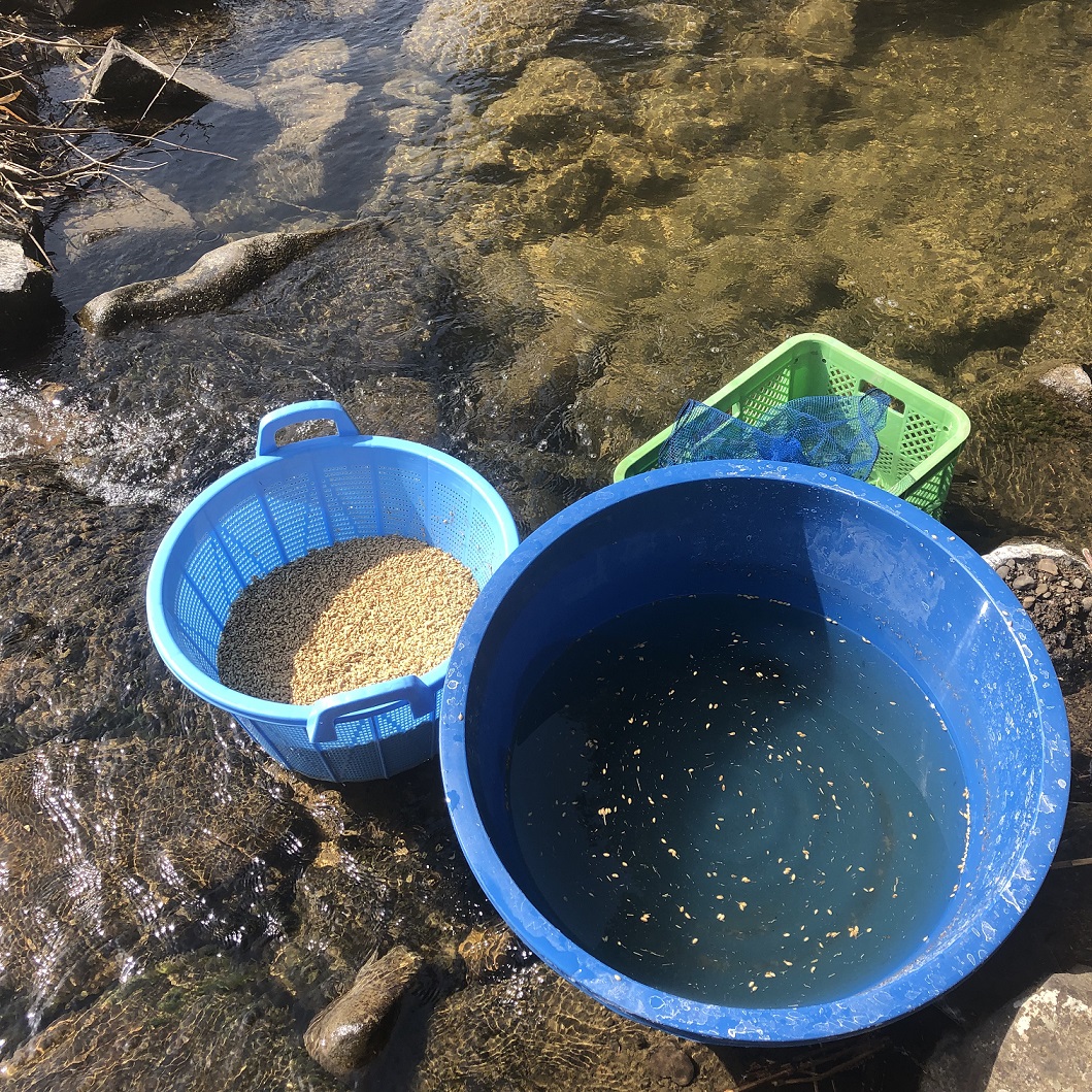 種籾塩水選、浸種