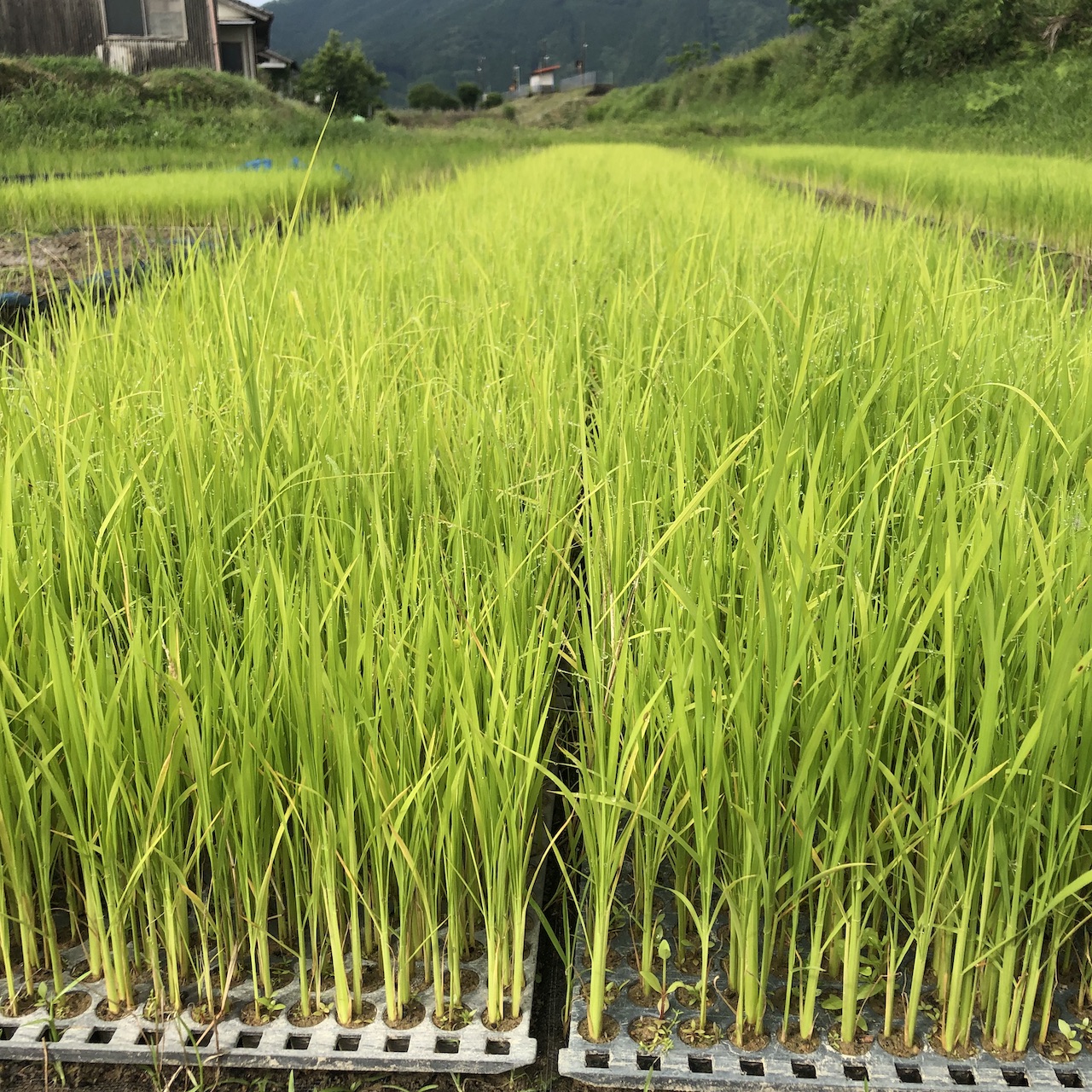 田植えも終わりました。