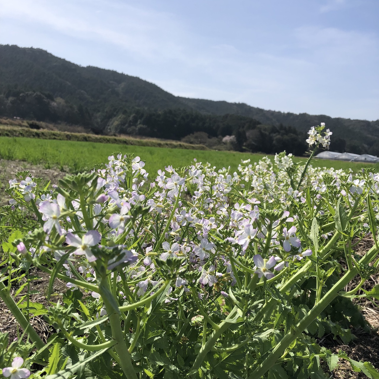 大根の花が咲いています