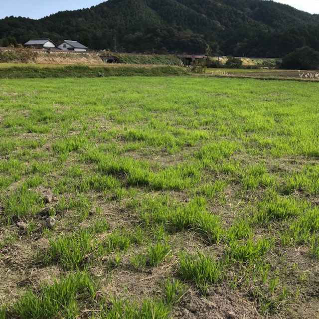 緑肥のえん麦が育ってきてます。