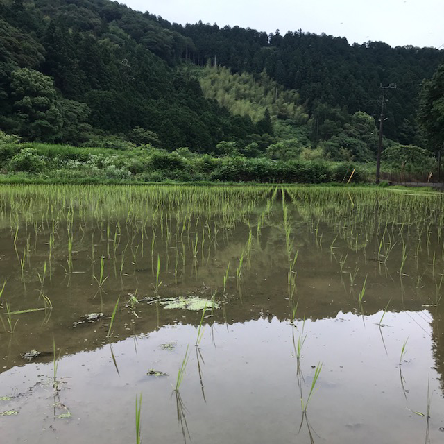 分けつしてきました。