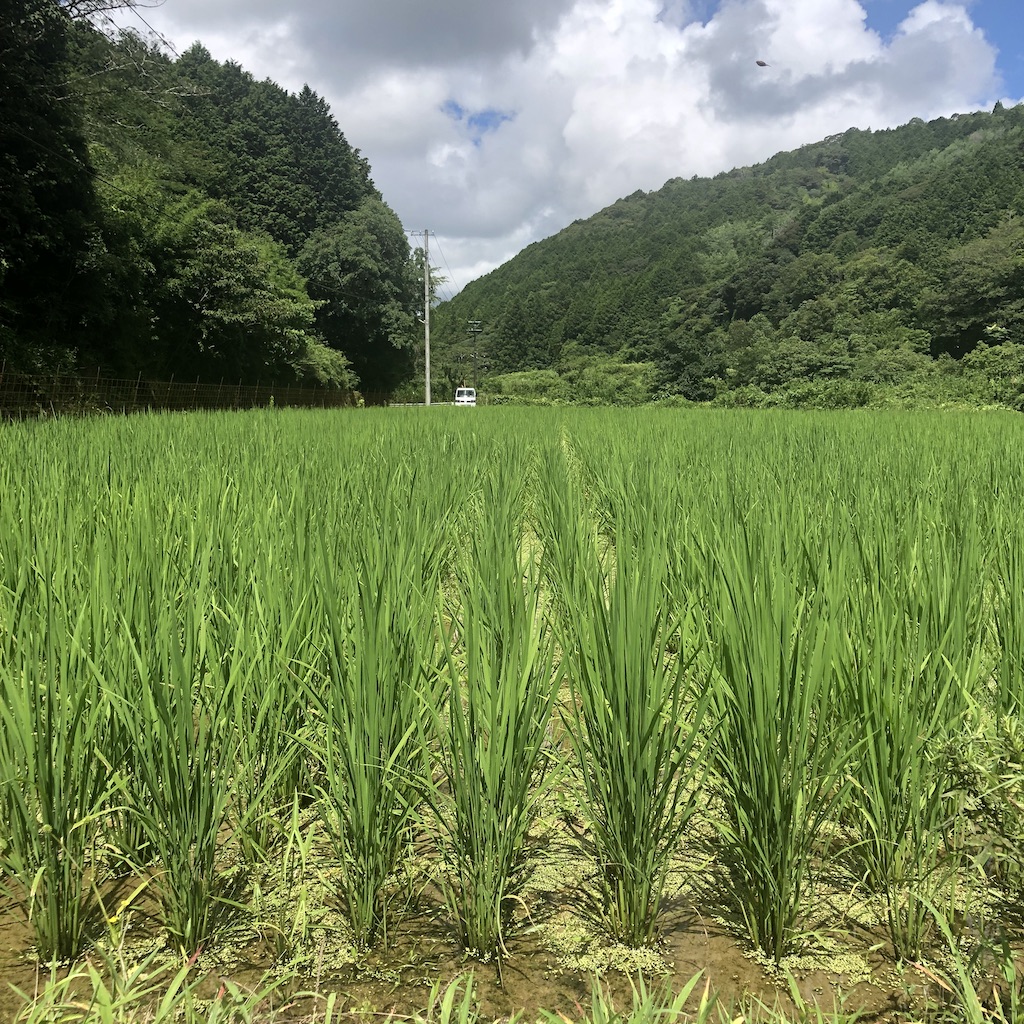 稲の成長経過、生姜、里芋など