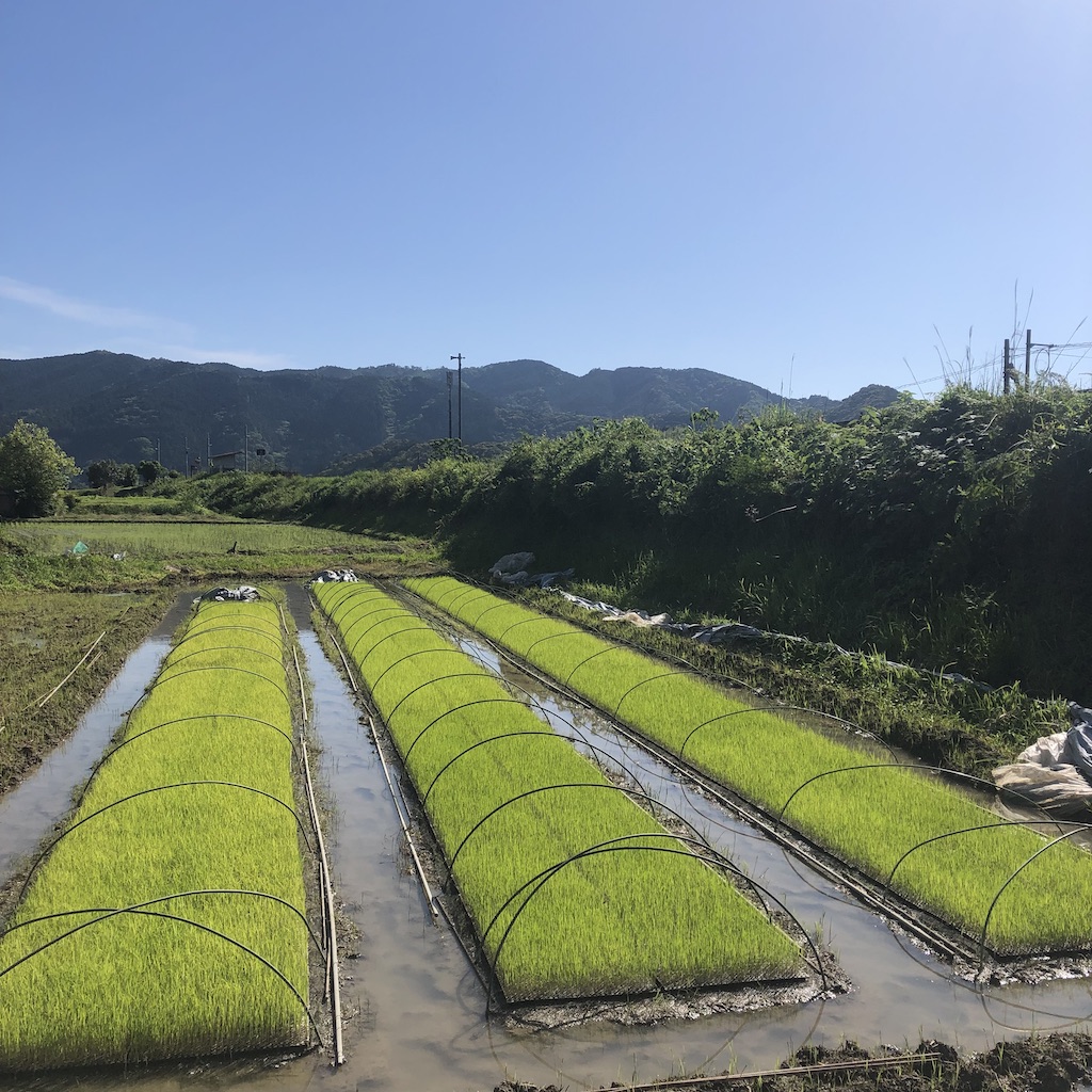 苗代、里芋　今の様子