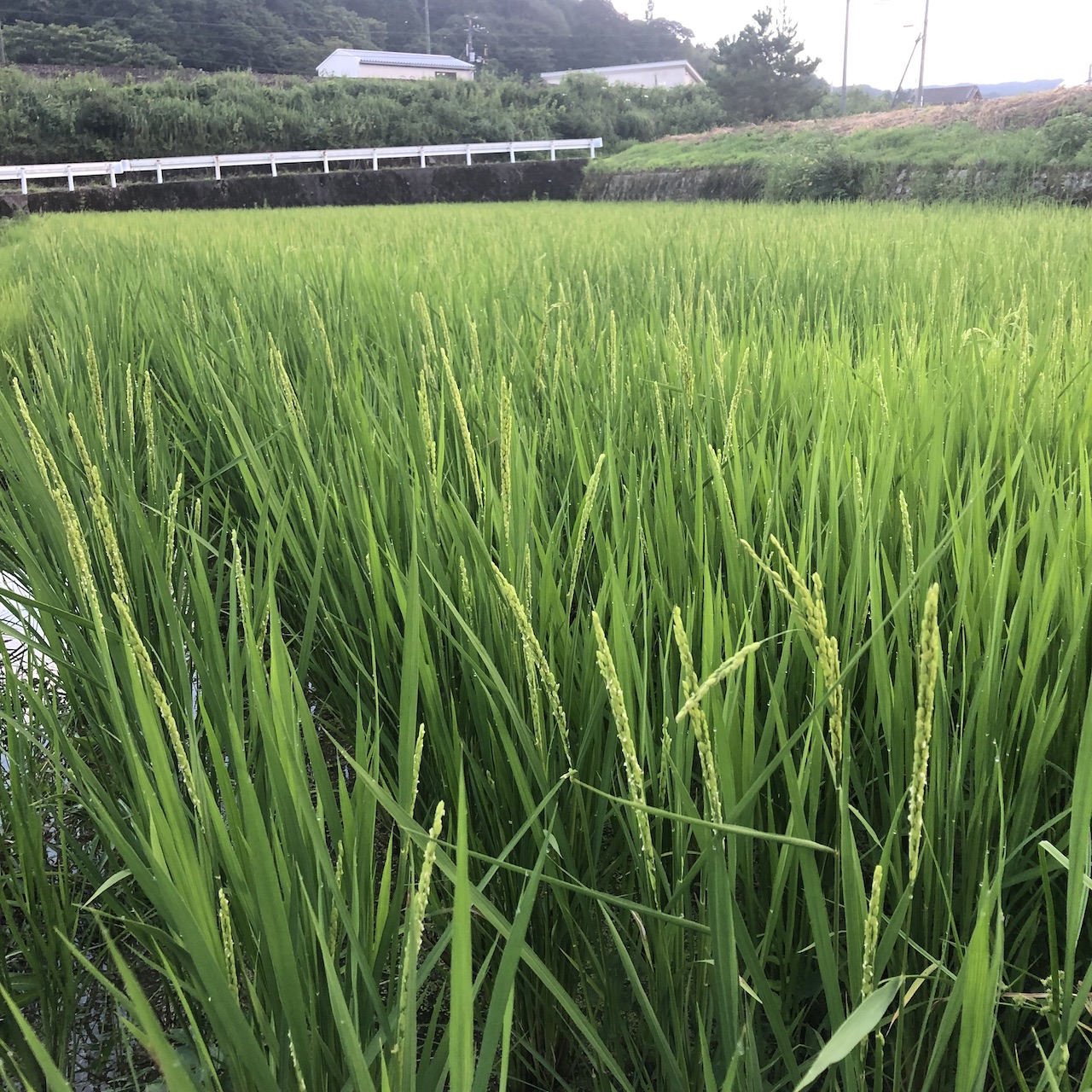 コシヒカリ出穂