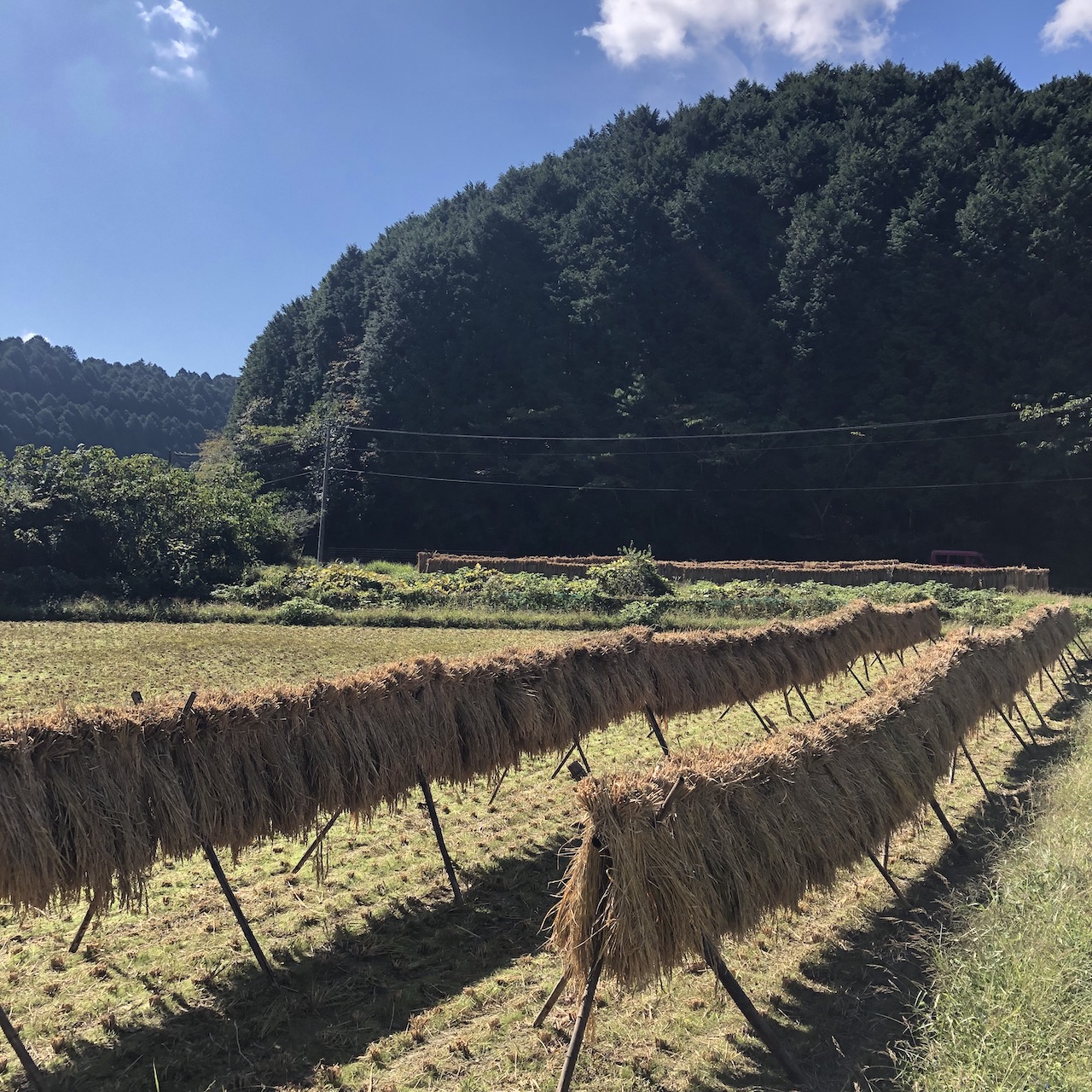 農林22号　脱穀中