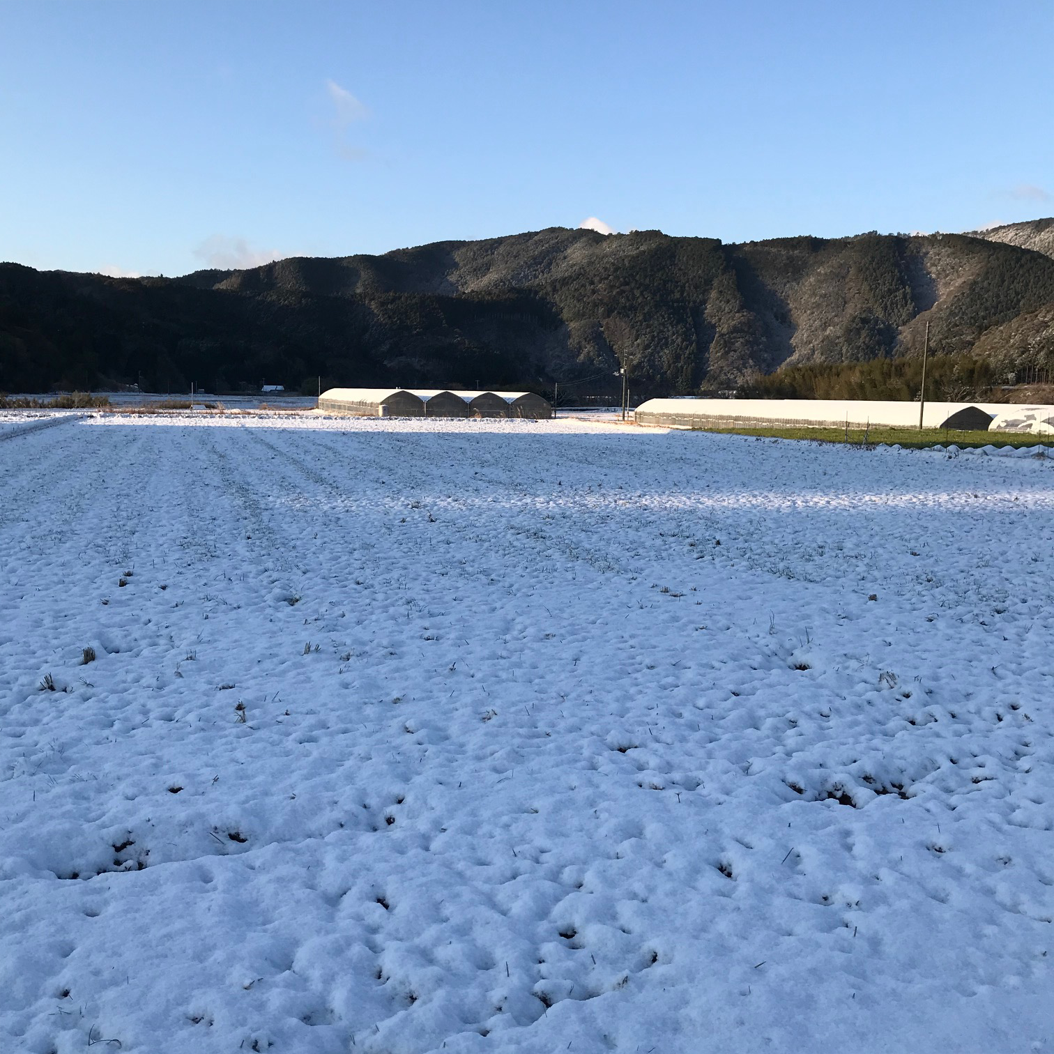 久しぶりの雪です。