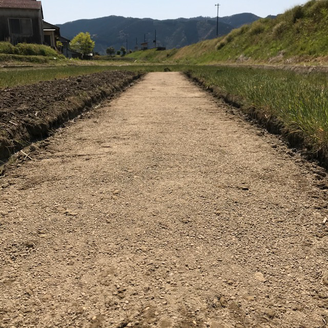 乾田苗代の籾蒔き