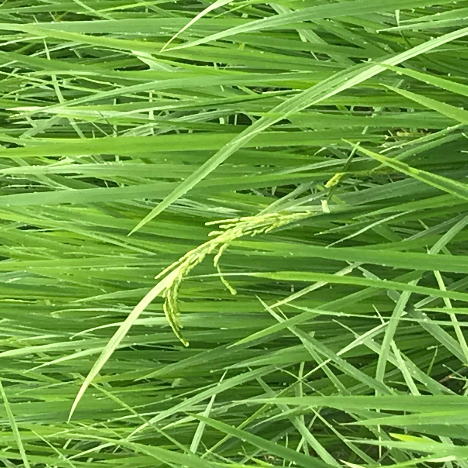 稲穂が出始めました。