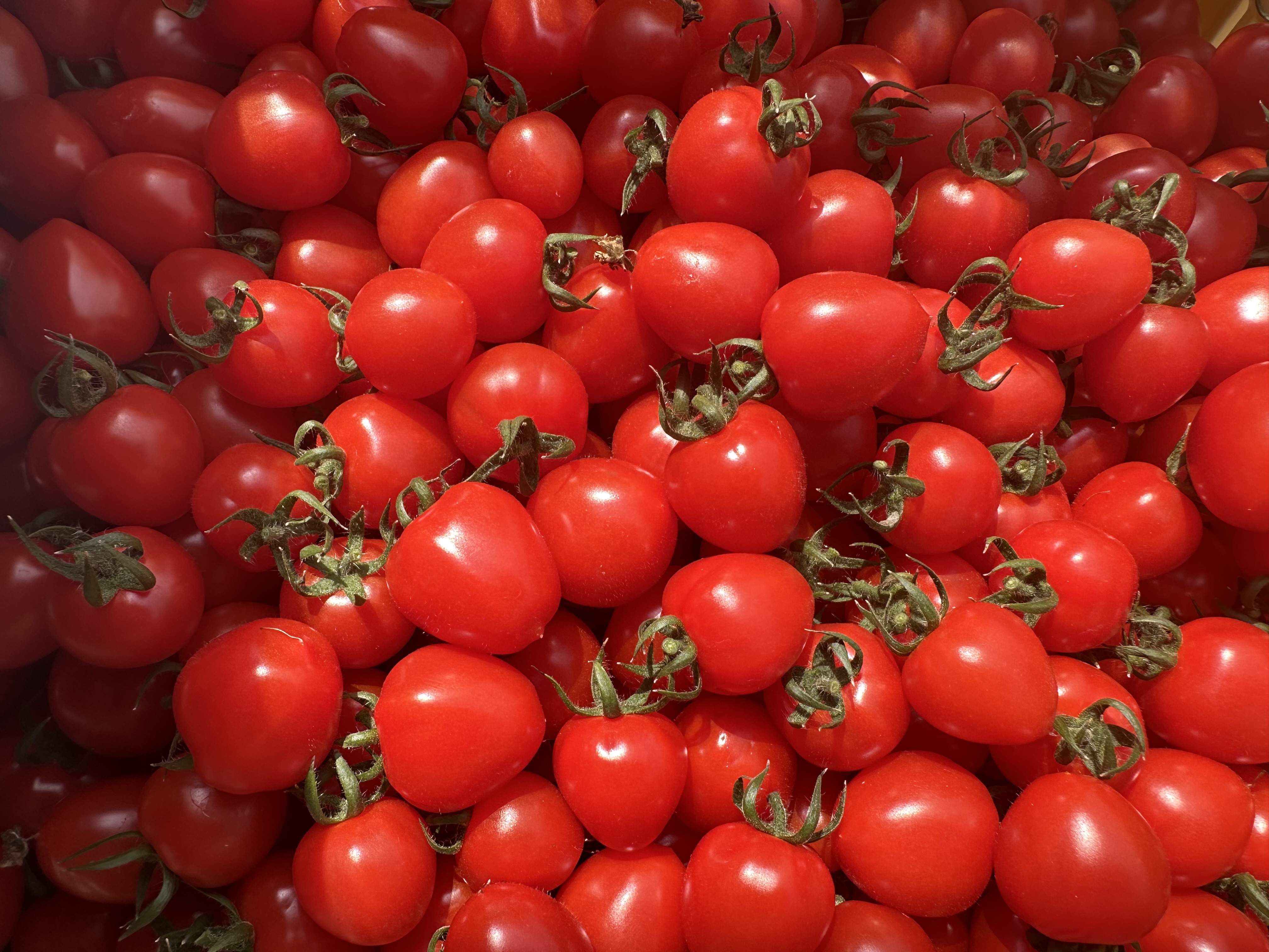 想いのとまと　ものがたり