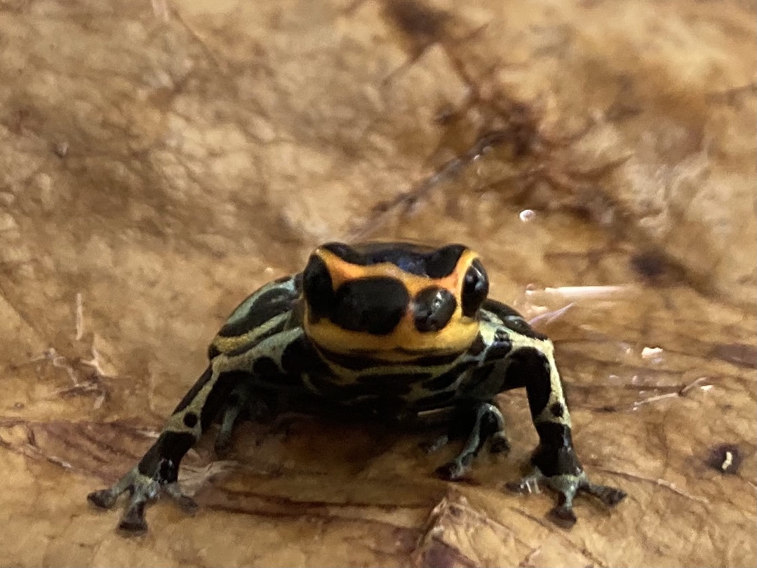 取り扱いのヤドクガエルについて