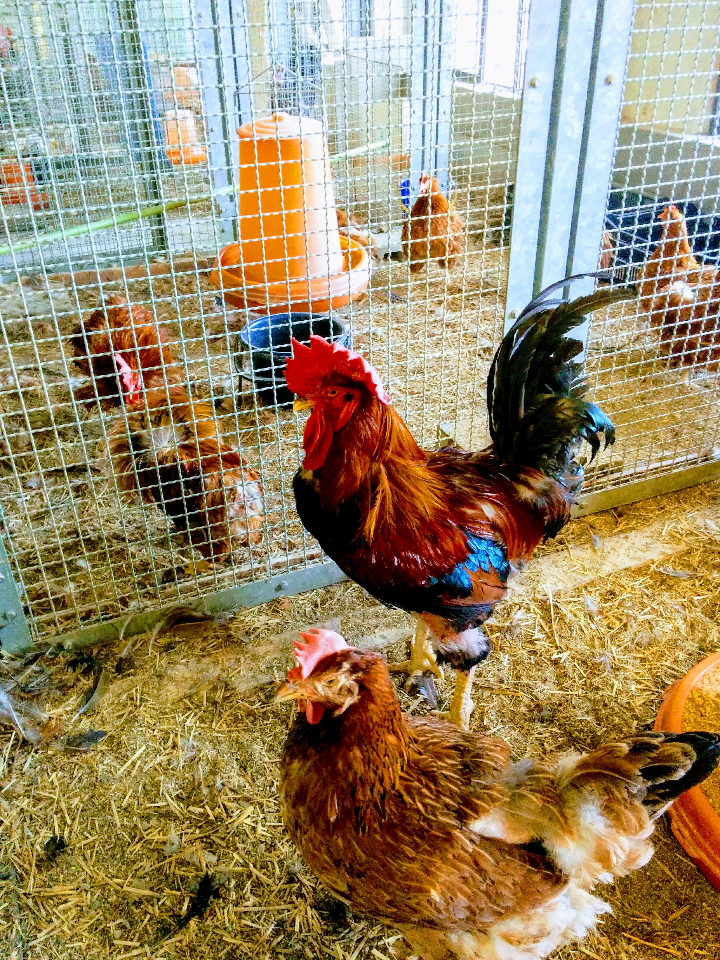 エデンのブログ　東京農業大学には鶏もいっぱいいます