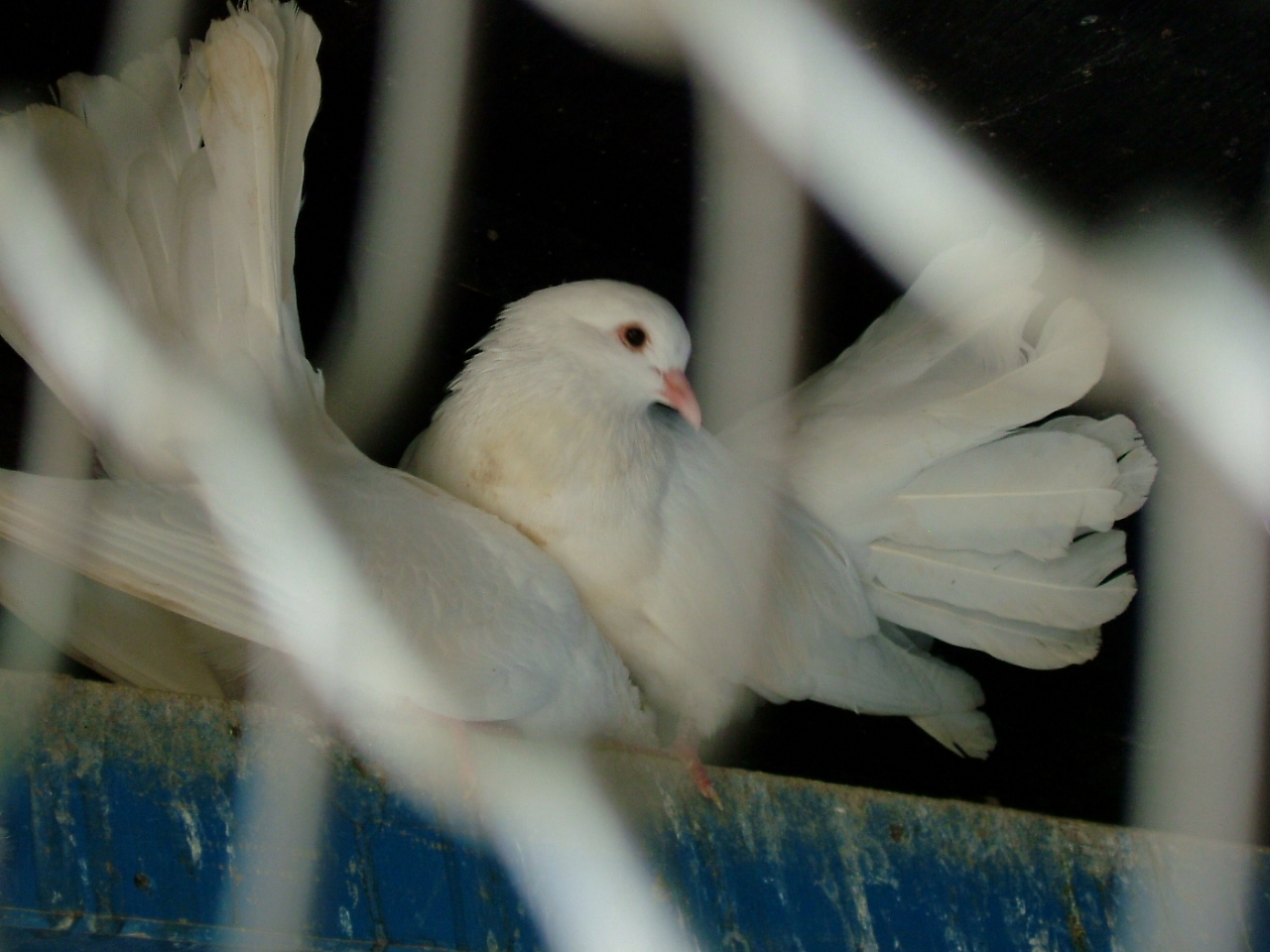 エデンのブログ　鳥と月と父