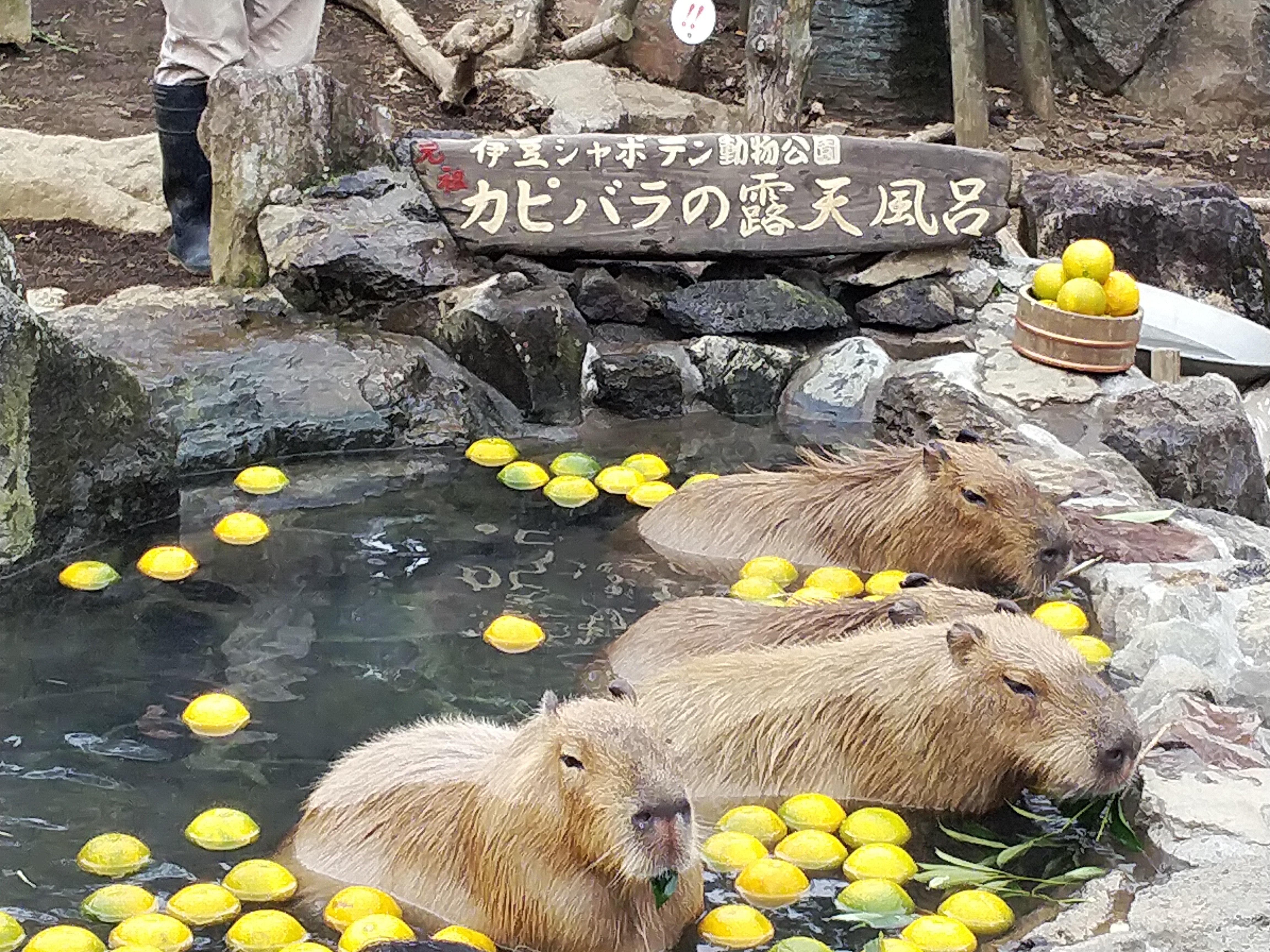 エデンのブログ　カピバラの露天風呂