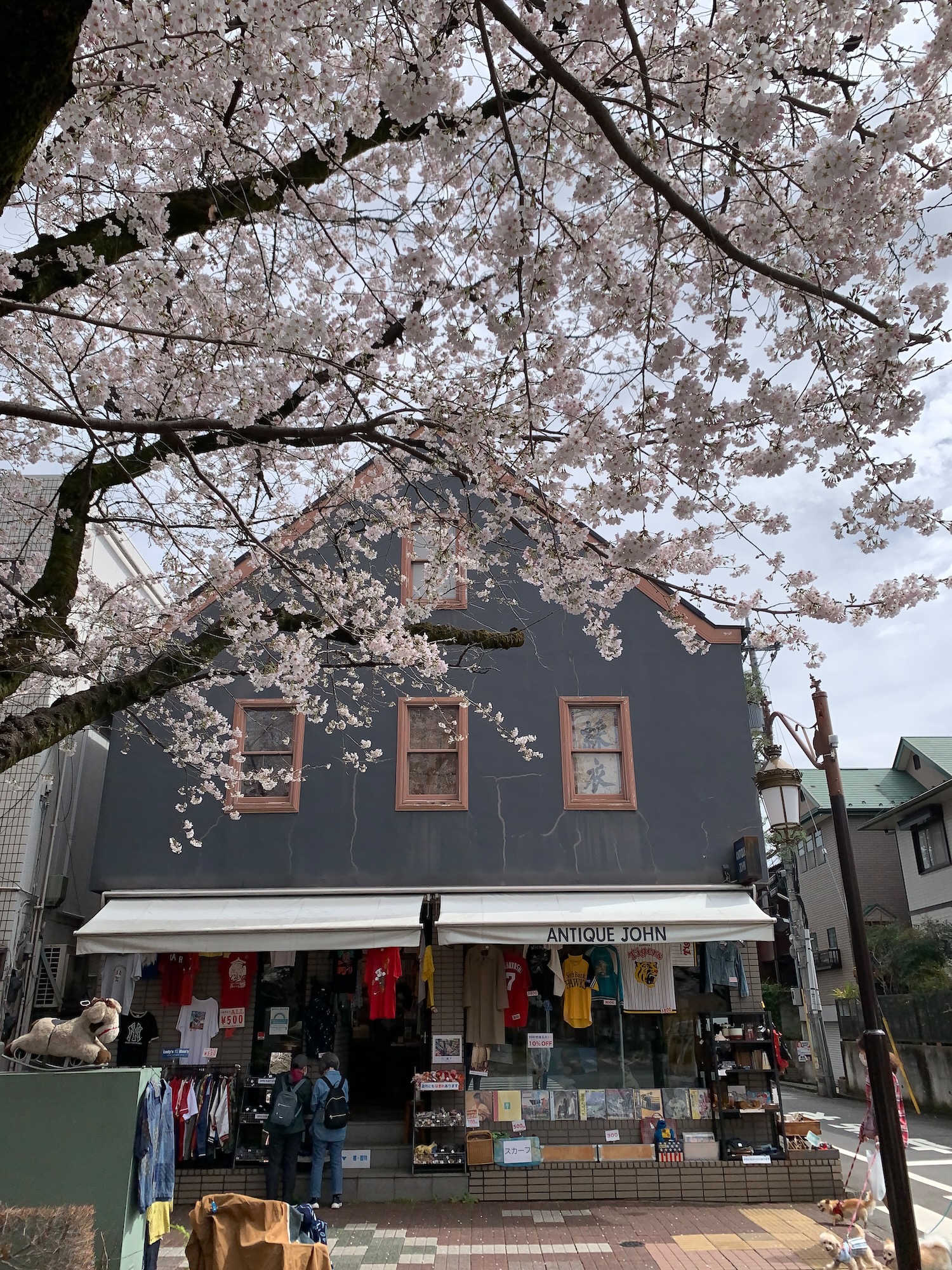 国立、大学通りの桜が見頃です！