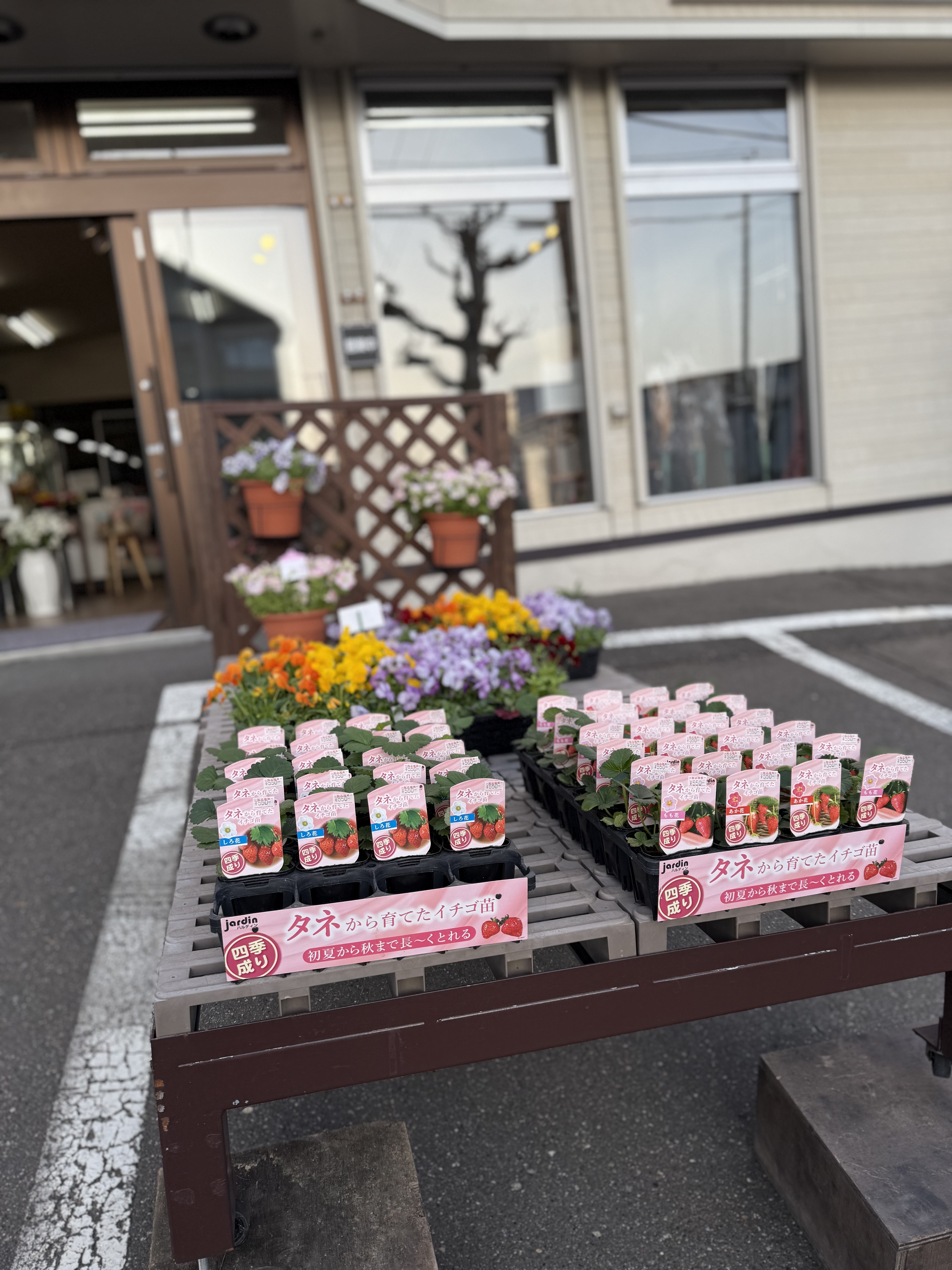 春です🌼