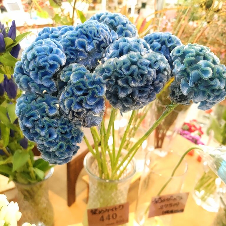 秋の切り花の紹介✨コープみわ店です🌸