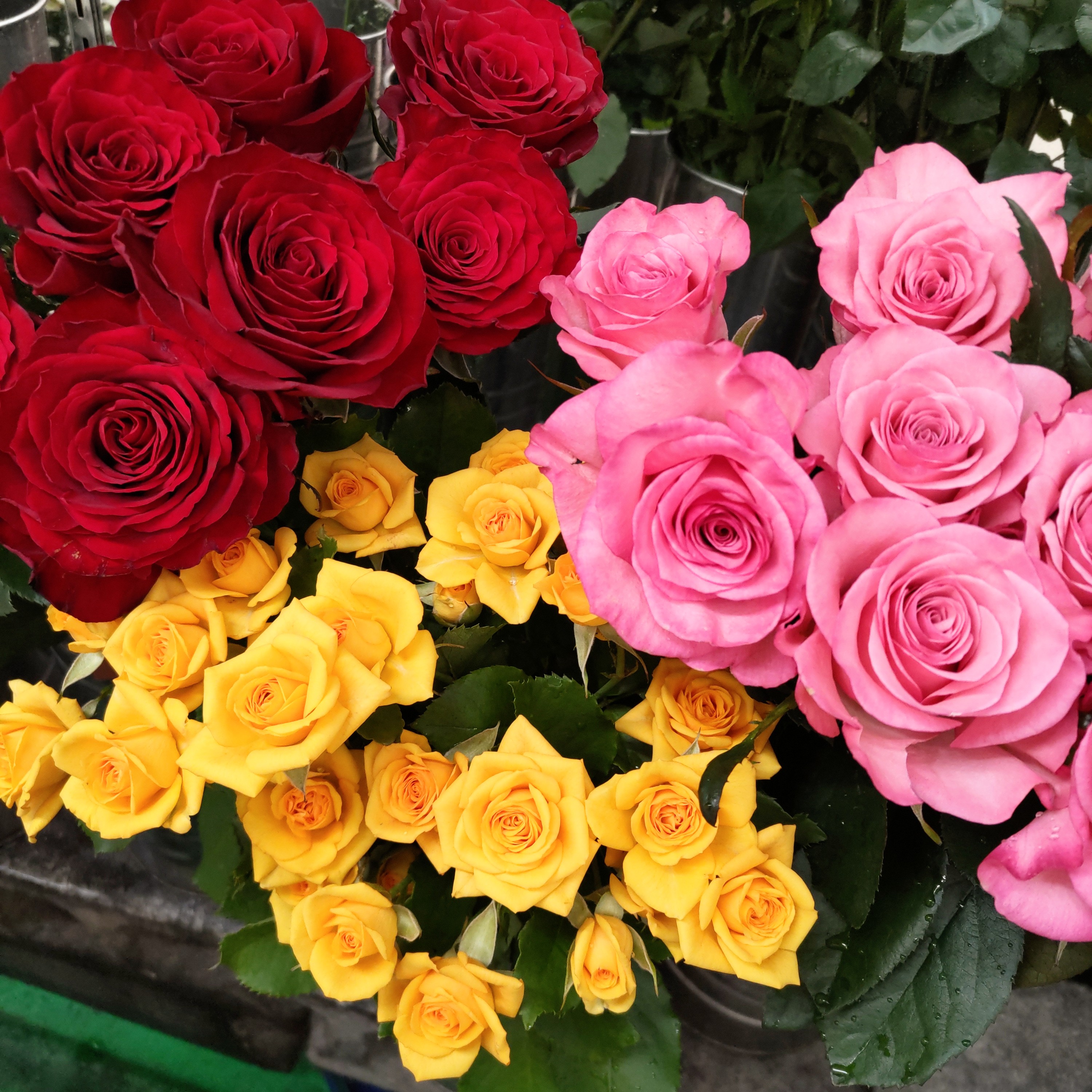 ローズの日にオススメ🌹コープみわ店です🌸