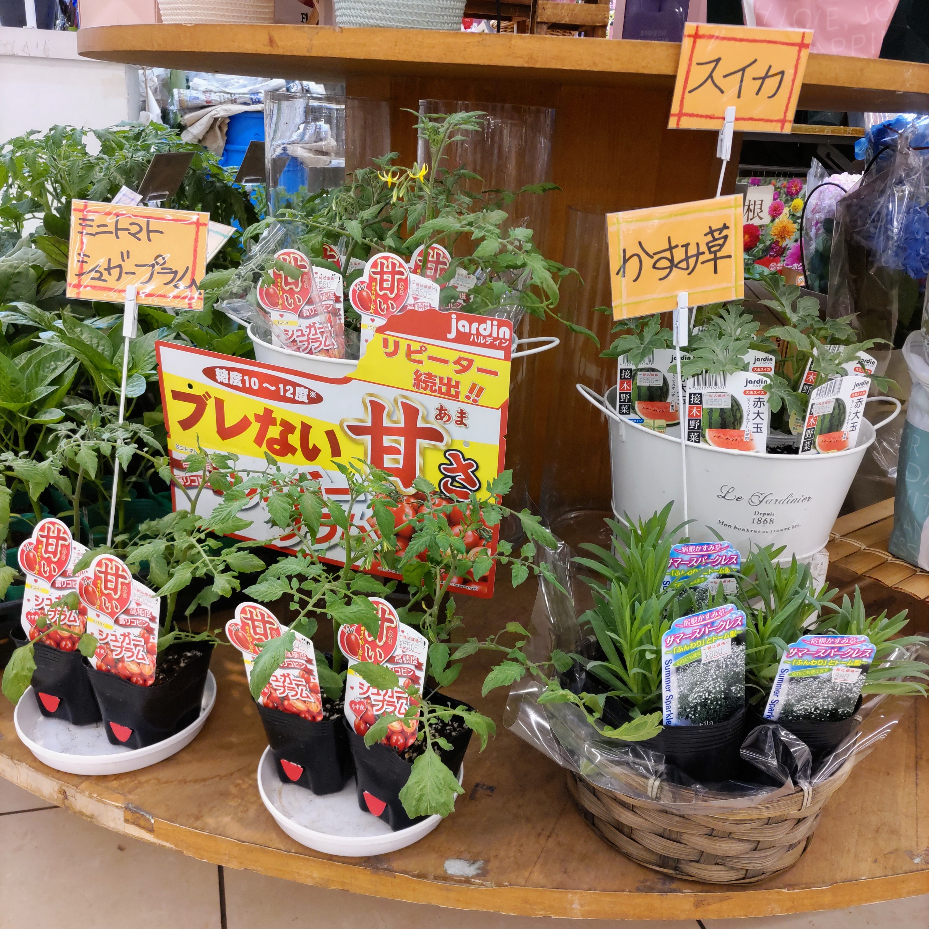 野菜苗入荷のお知らせ✨コープみわ店です🌸