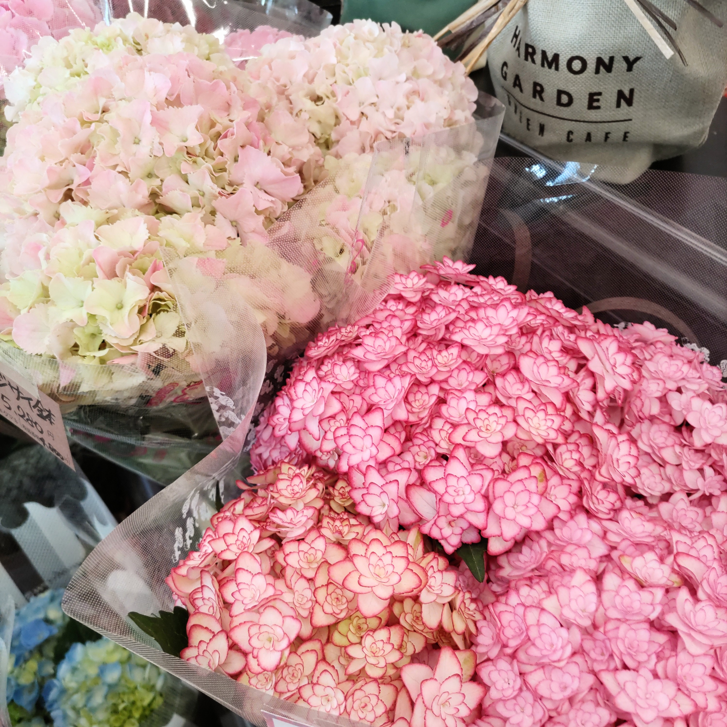 新商品お知らせ✨コープみわ店です🌸