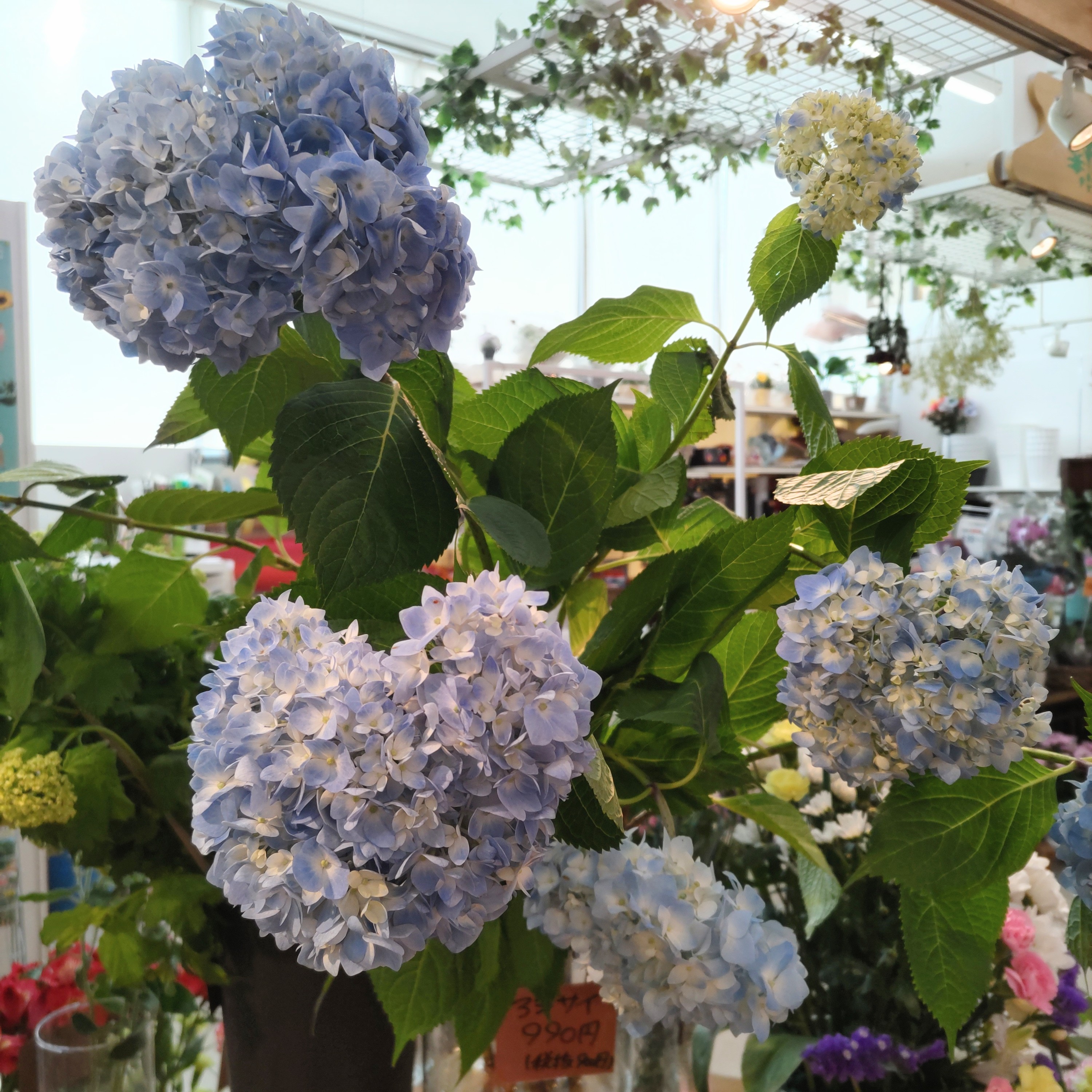今年最初のアジサイ入荷✨コープみわ店です🌸