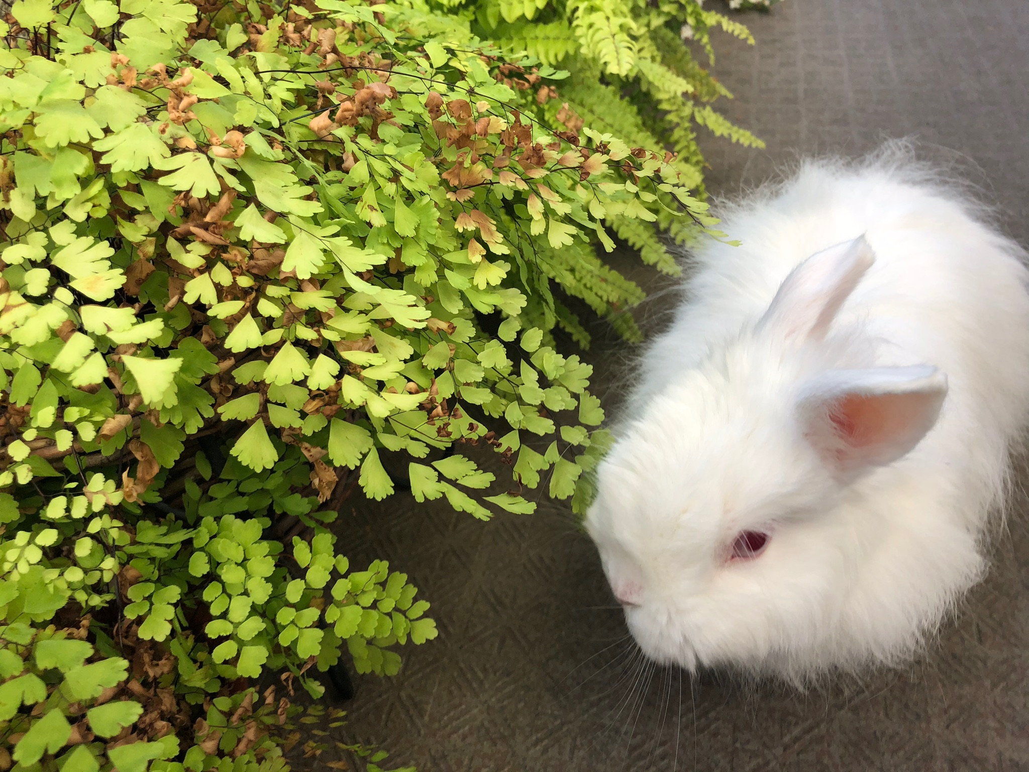 【Blog】うさんぽ