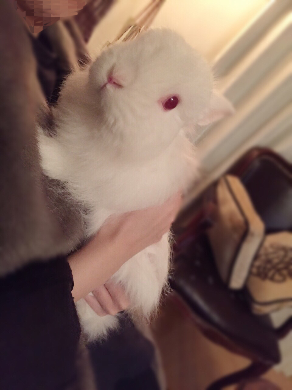 【Blog】今日のもちお