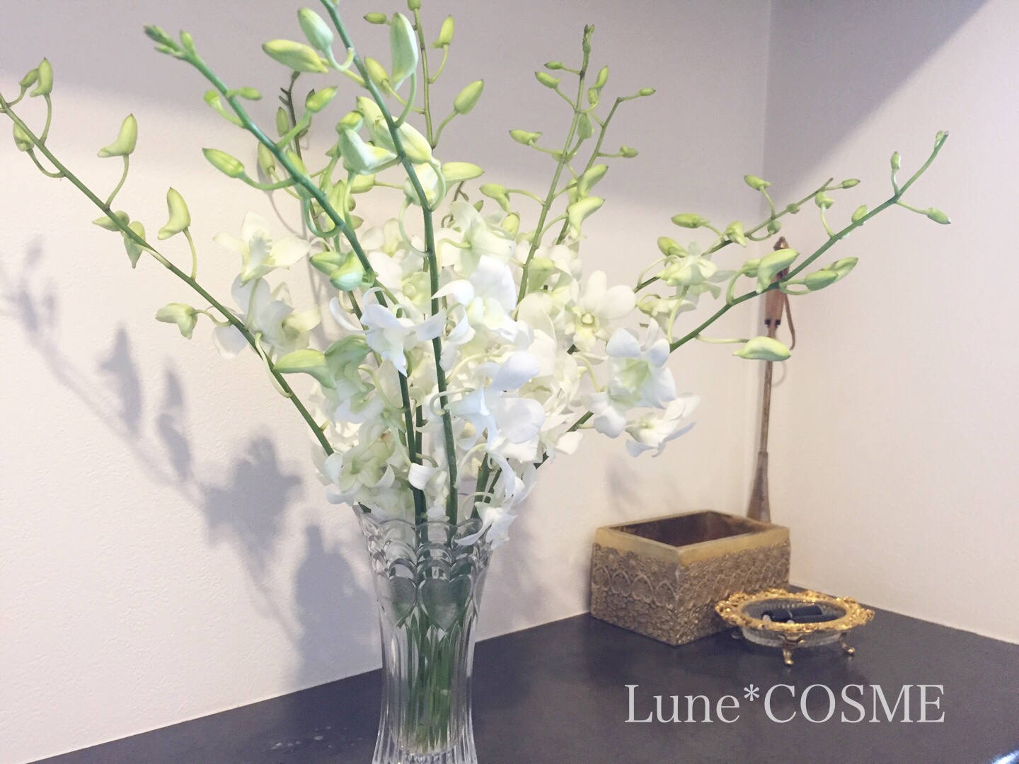 【Blog】デンファレ