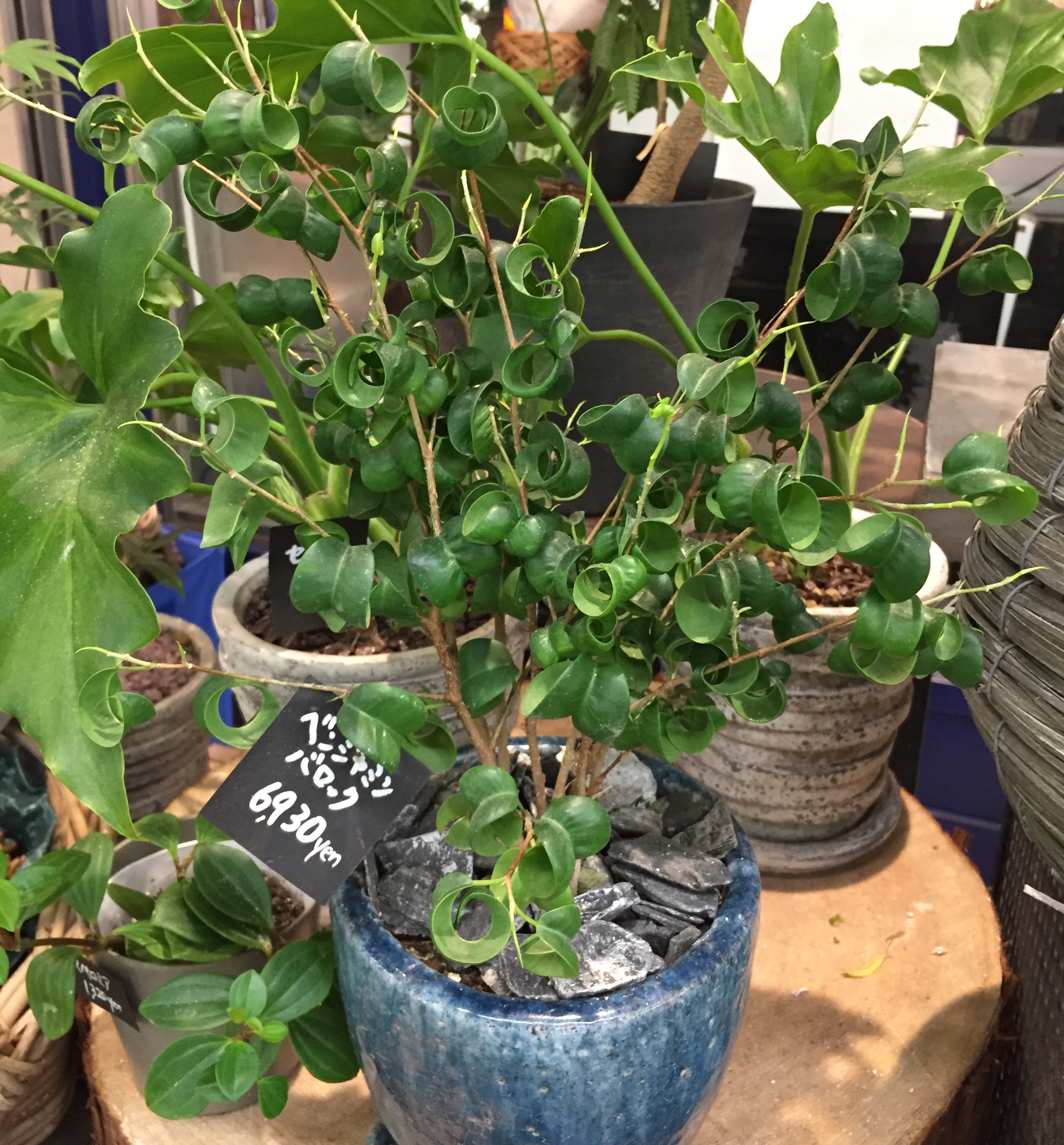 【Blog】観葉植物