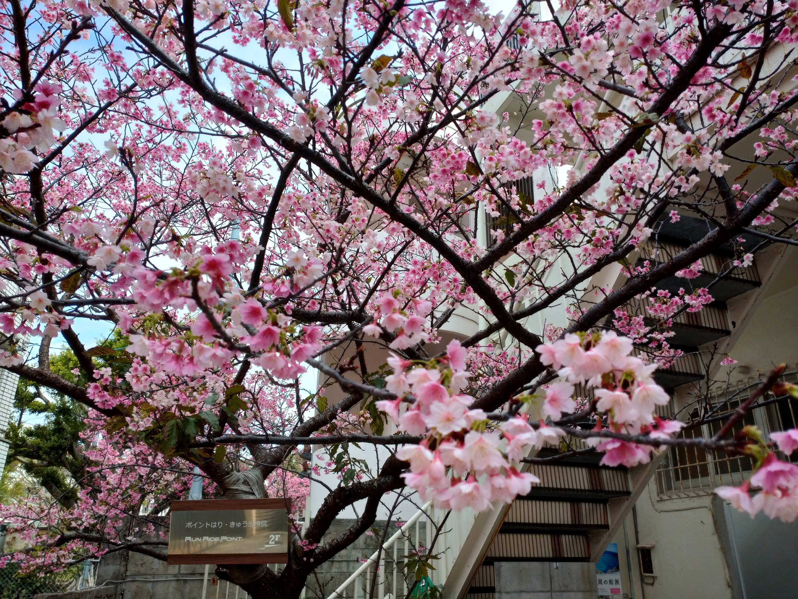 沖縄は桜が見頃です