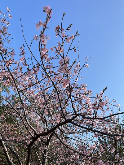 桜が咲きました♬　春の訪れです♥