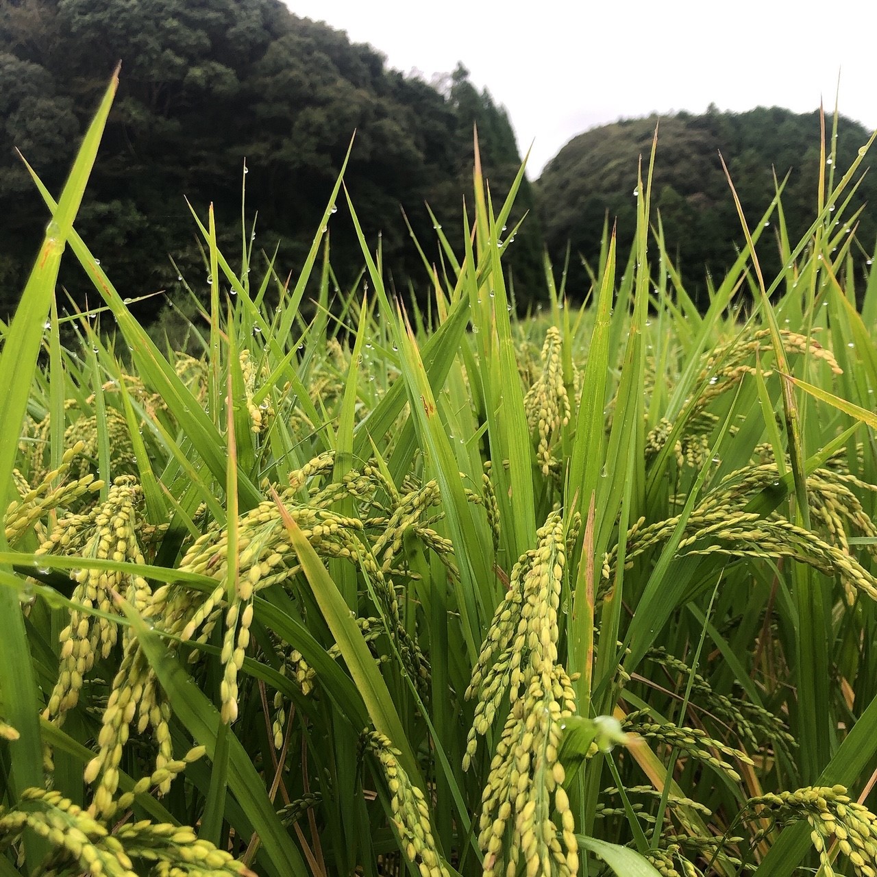 稲刈りの時期に入りましたが。。。