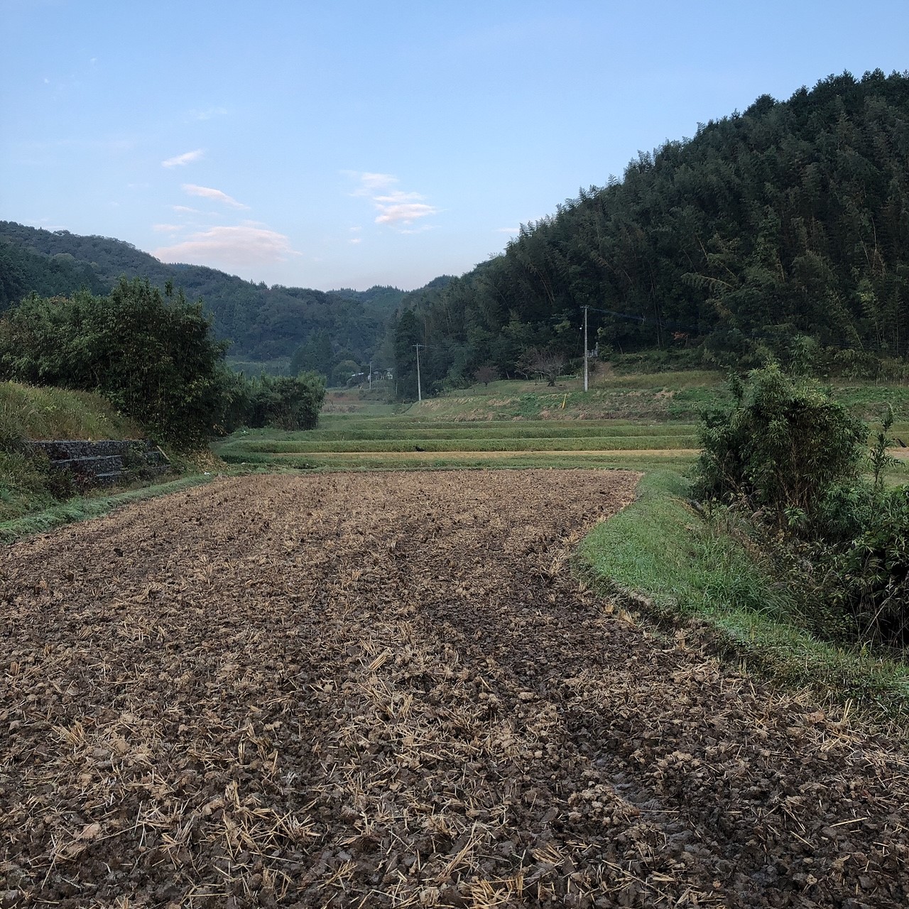 この時期の山香の田んぼの様子