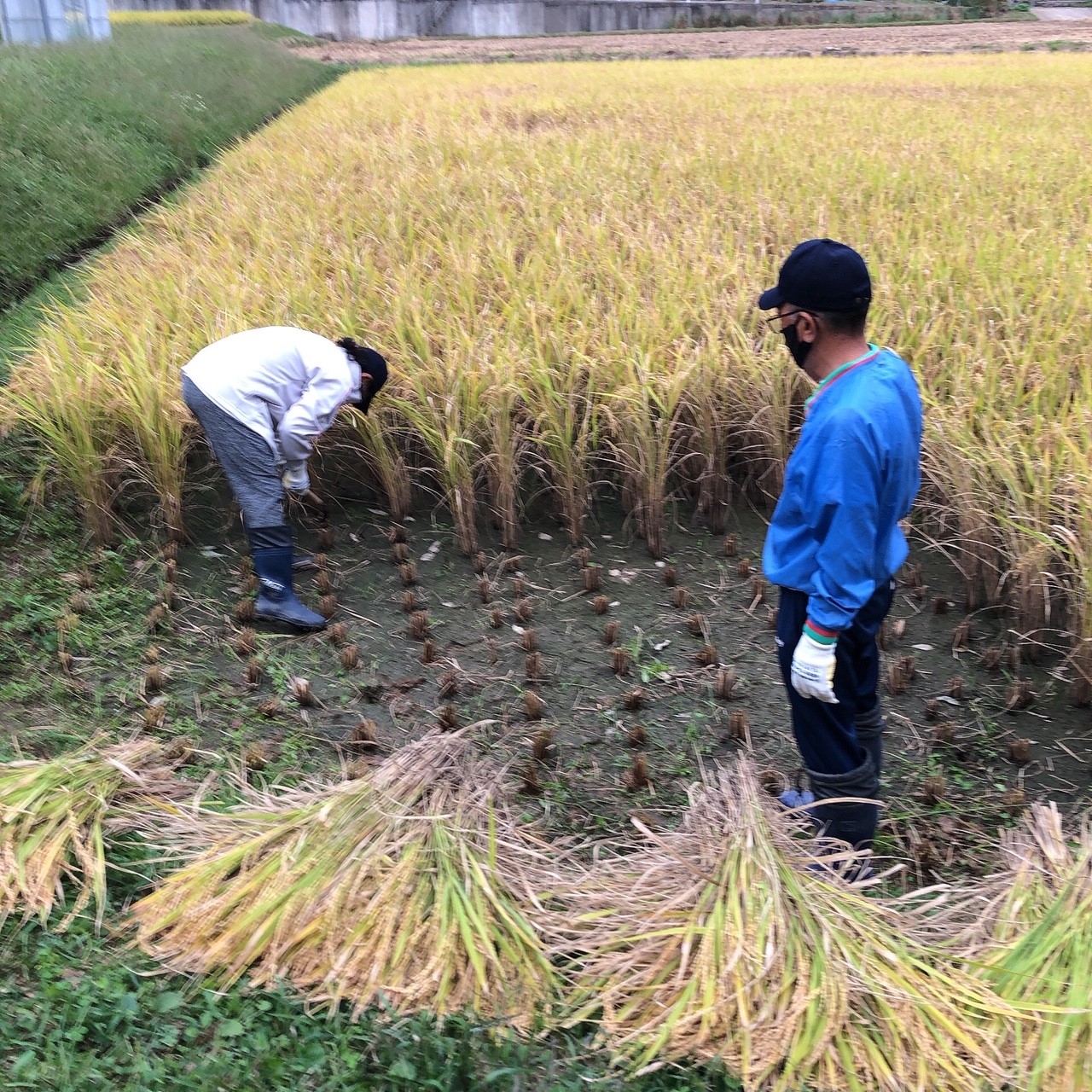 山香の田んぼオーナー様が、山香の田んぼを見に来てくれました。