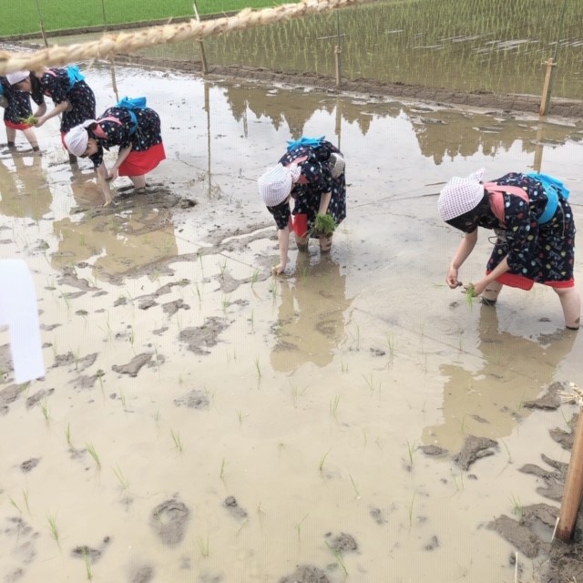 今年の大分県の新嘗祭の献上米は山香町のお米です。