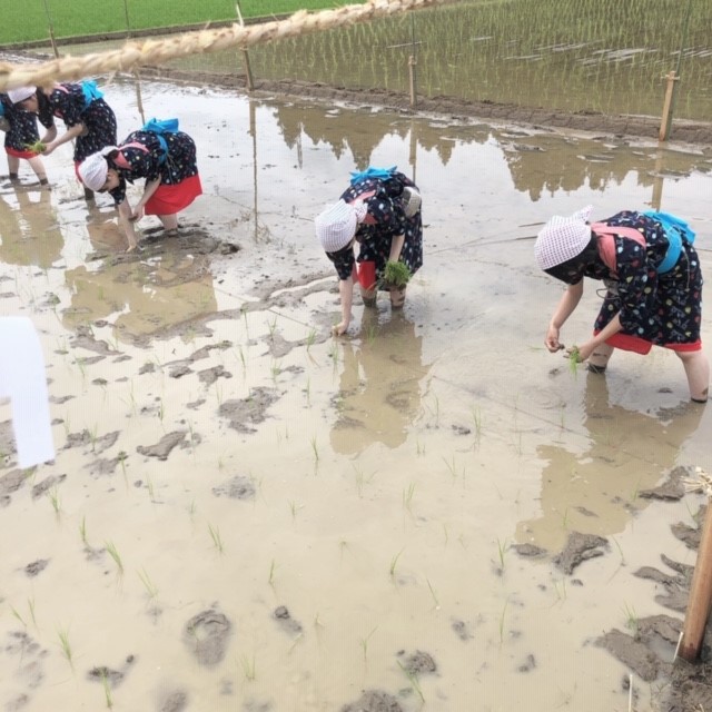 今年の大分県の新嘗祭の献上米は山香町のお米です。