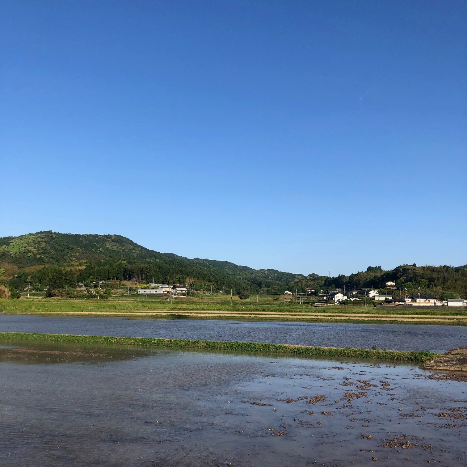 山香の朝の田んぼ