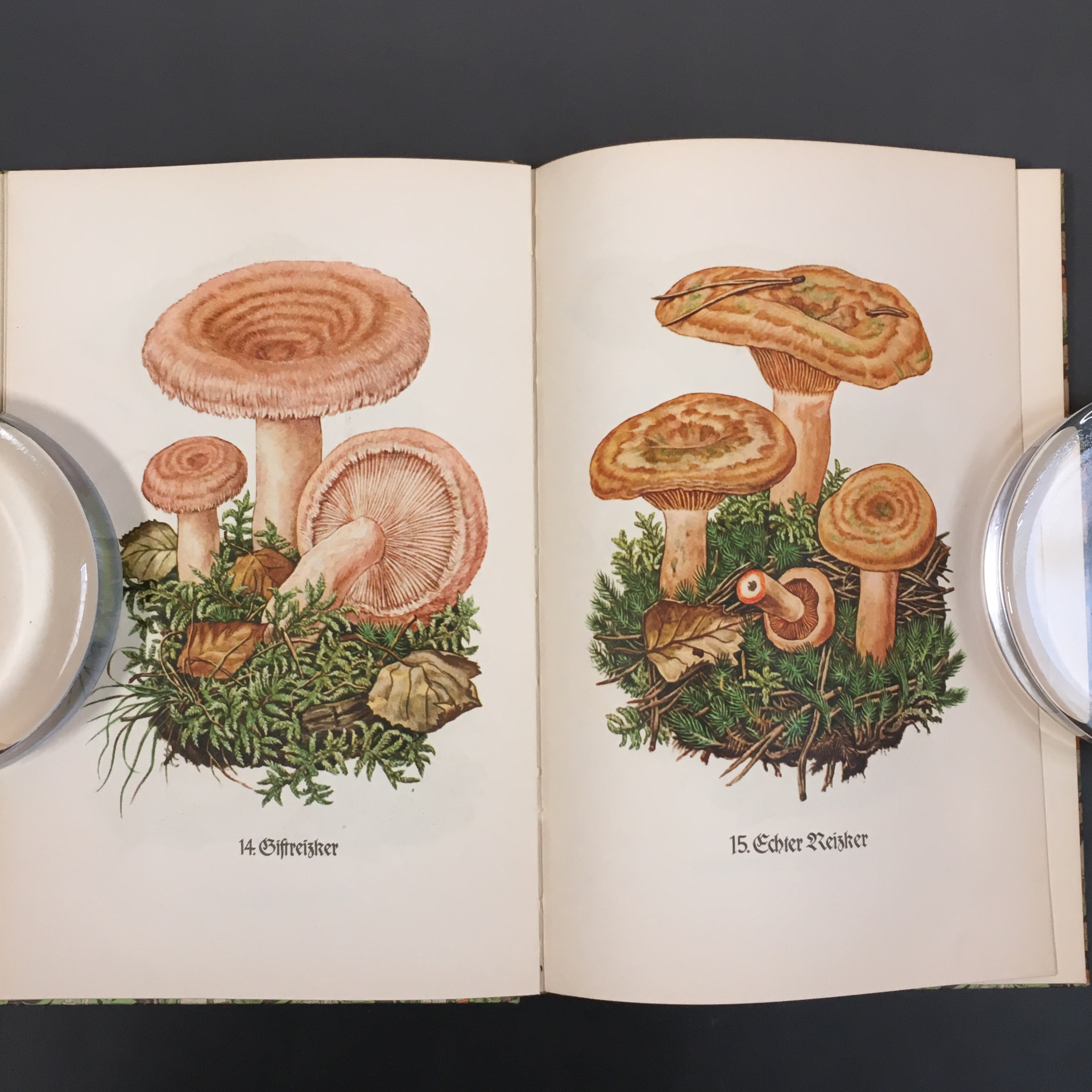 インゼル文庫 503番 きのこの図鑑 べるりんのーと