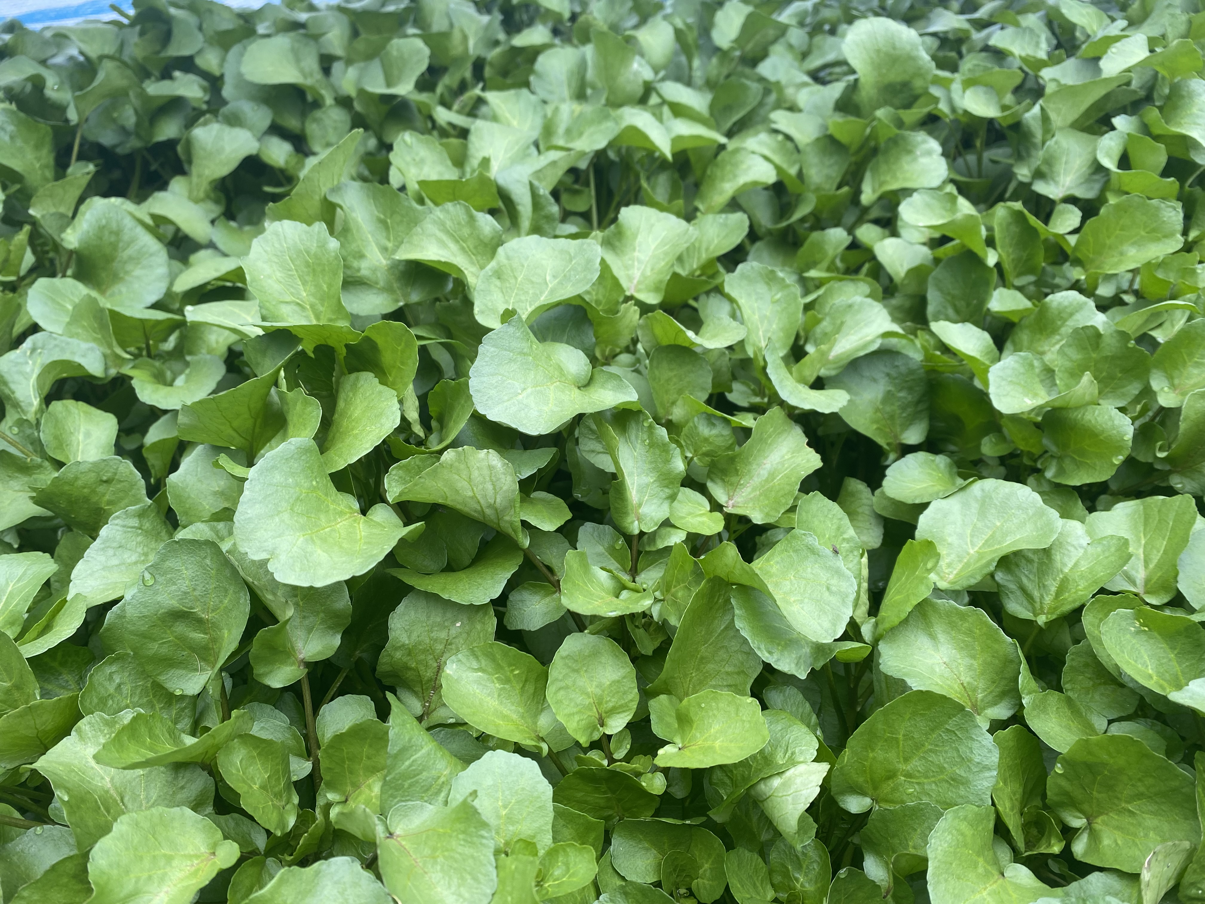 春クレソン．最高潮です。朝摘み産直いたします。