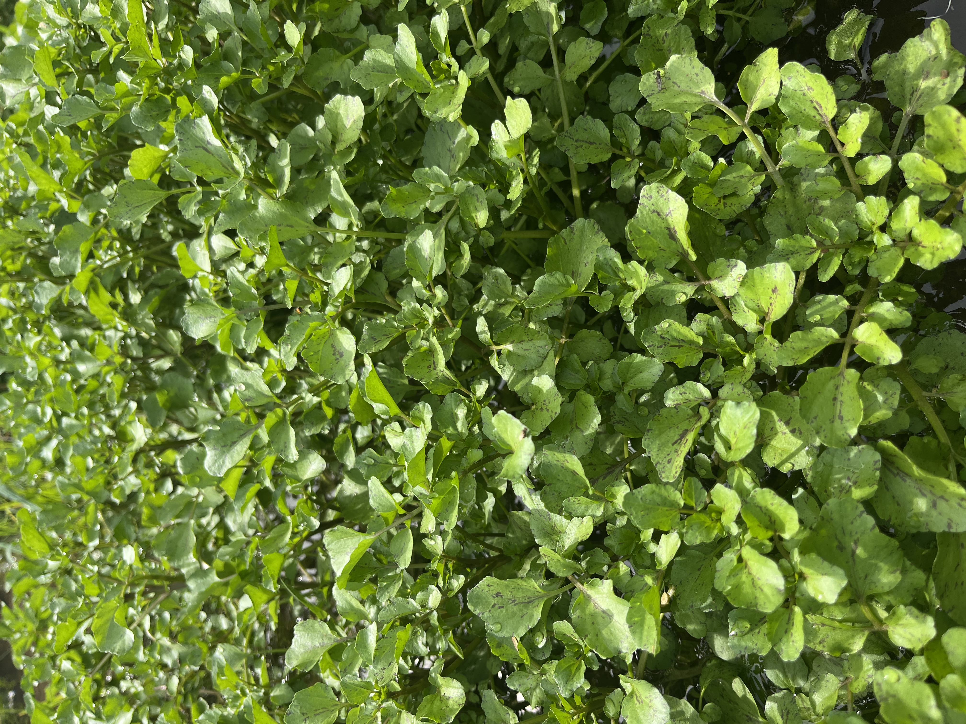 秋一番。クレソン産直いたします。