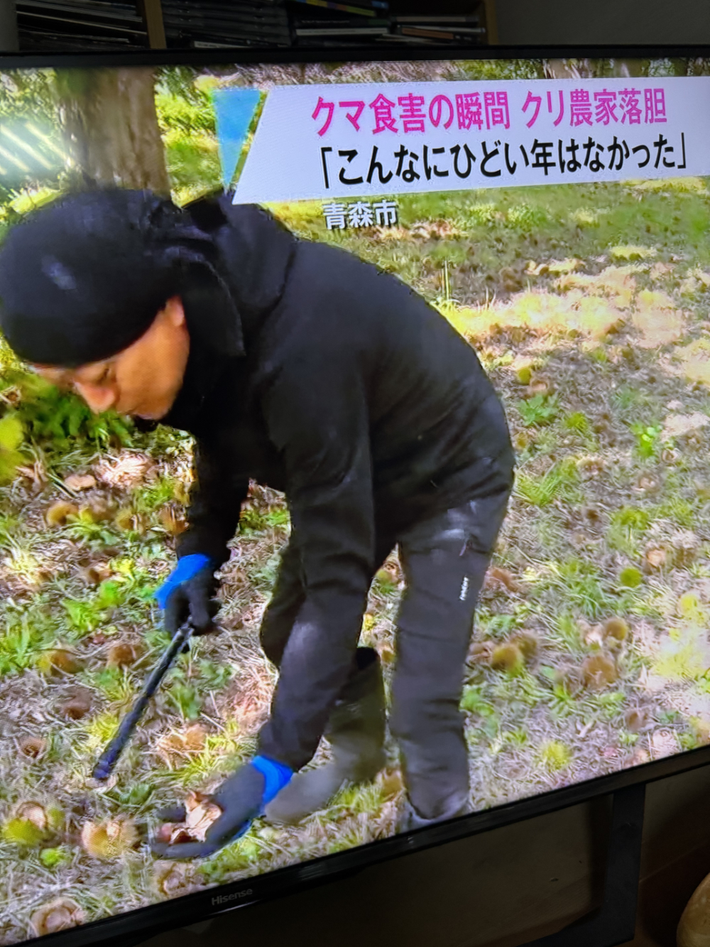 熊による食害の取材を受けました!