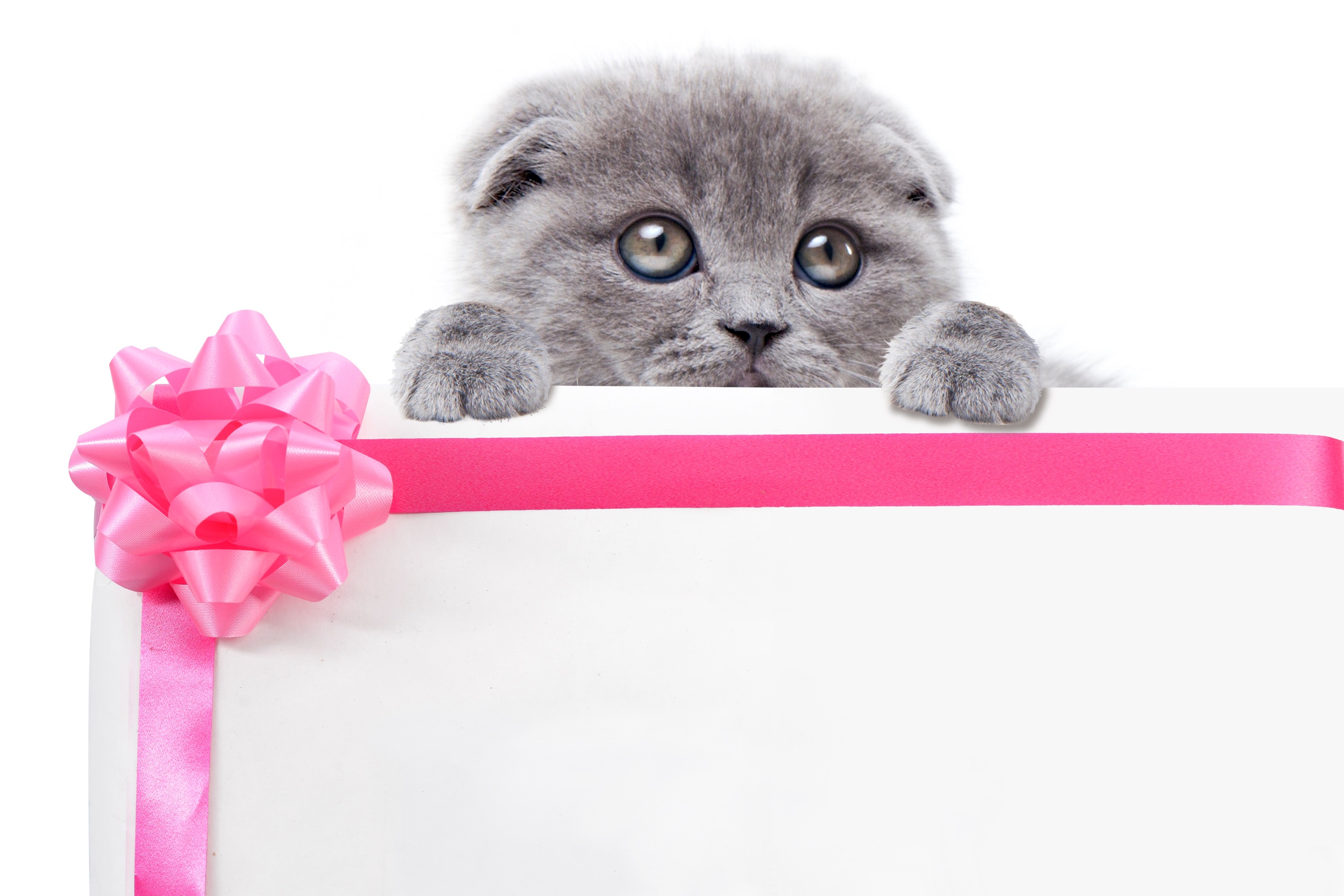 BASEより全購入者対象のキャンペーン情報到着!