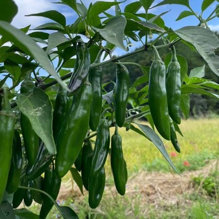 辛いメニューはお好きですか？ぎゃらりーま農園の唐辛子のご紹介！