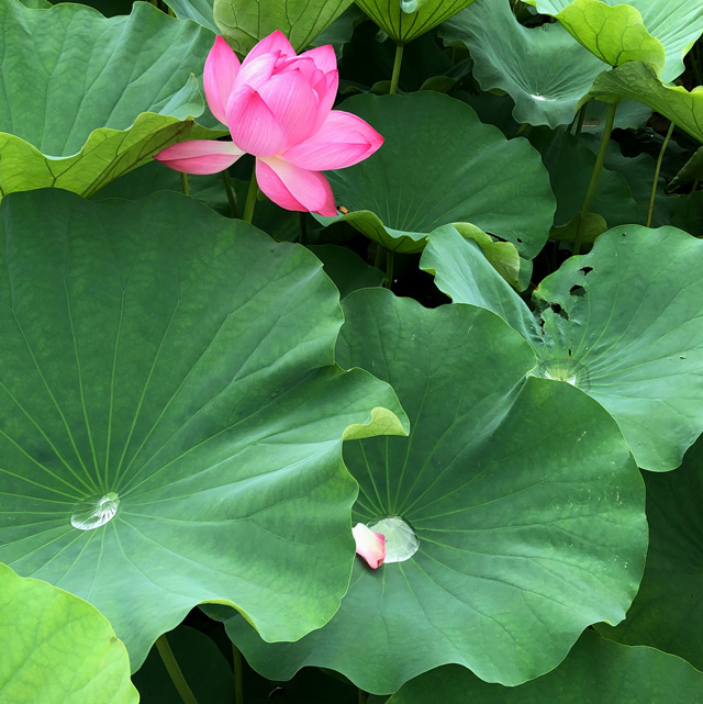 ＊ 夏季（8月）のお届け日数について＊